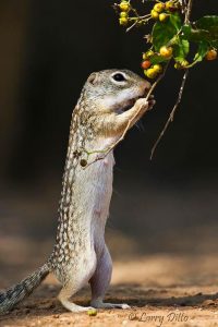 Rio Grande Ground-squirrel eating anaqua fruit, s. Texas