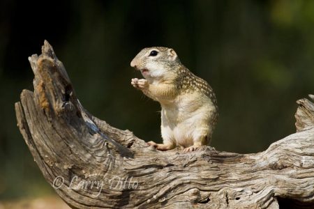 Rio Grande Ground-squirrel feeding