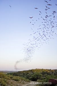 Mexican Free-tailed Bats leaving cave at evening.