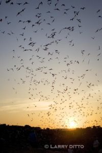 Mexican Free-tailed Bats heading into the evening sky to feed.