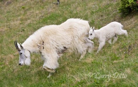 Mountain Goat (Oreamnos americanus) female and baby running down mountain in Alberta, Canada, June
