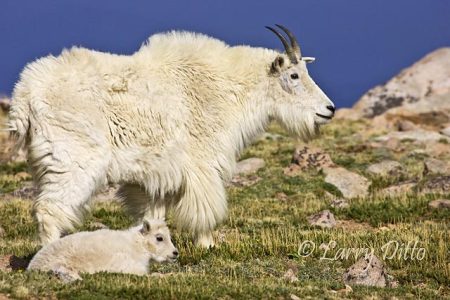 Mountain Goat (Oreamnos americanus) female and young, Colorado, spring