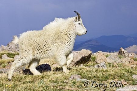 Mountain Goat (Oreamnos americanus) female running on mountain top, Colorado