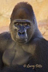 King Kong at the Gladys Porter Zoo in Brownsville, Texas. This mature silverback gorilla is one of the star attractions and he seems resigned to the fact.