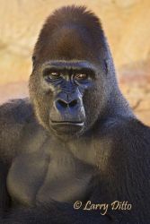 King Kong at the Gladys Porter Zoo in Brownsville, Texas. This mature silverback gorilla is one of the star attractions and he seems resigned to the fact.