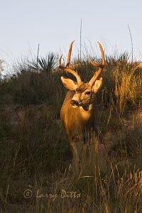 Mule Deer (Odocoileus hemionus) Texas, prairie and canyon habitat, sunset