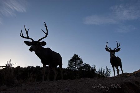 Desert Mule Deer at sunset