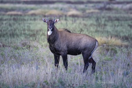 Nilgai bull, exotic in Texas.