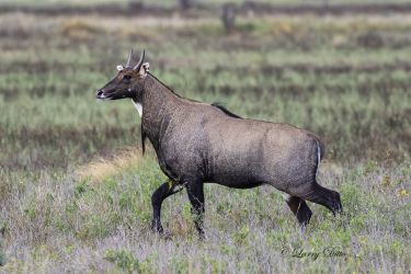 Nilgai, bull running across prairie, s. Texas, exotic from India