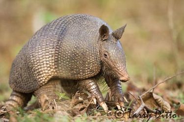 Nine-banded Armadillo (Dasypus novemcinctus) foraging for grubs and insects, Texas hill country along Frio River, spring