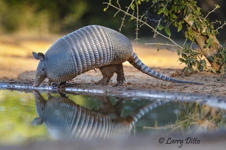 Nine-banded Armadillo (Dasypus novemcinctus) drinking