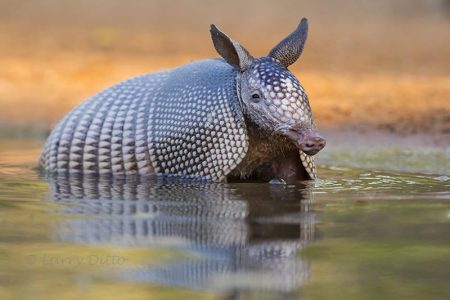 Armadillo cooling in ranch pond