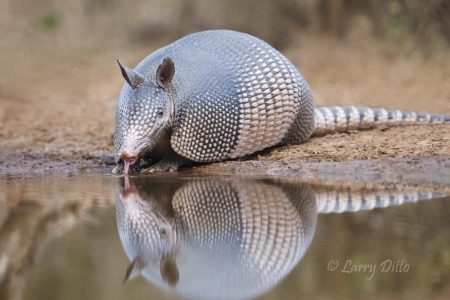 Nine-banded Armadillo (Dasypus novemcinctus) drinking, south Texas ranch pond.