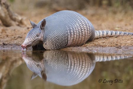 Armadillo drinking