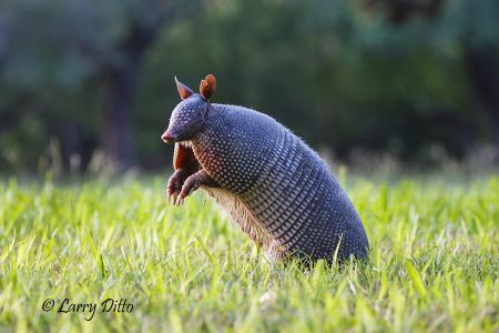 Armadillo sniffing for danger.