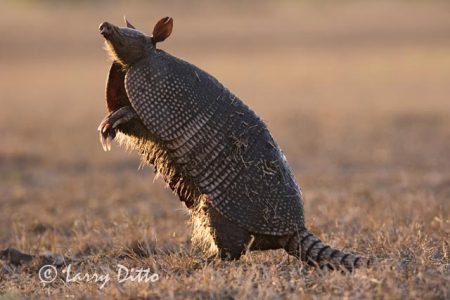 Nine-banded Armadillo (Dasypus novemcinctus), sniffing for scent of danger, s. Texas,