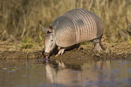 Nine-banded Armadillo (Dasypus novemcinctus) drinking, south Texas