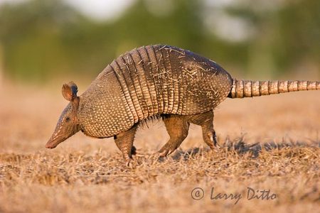 Nine-banded Armadillo (Dasypus novemcinctus), s. Texas, sunset, running,