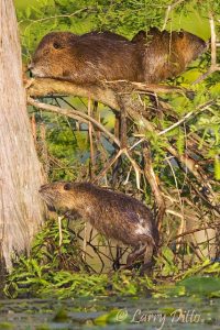 Nutria, Caddo Lake, Texas