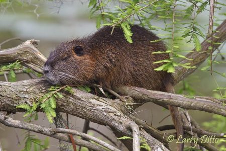 Nutria resting on cypress roots, Caddo Lake, Texas