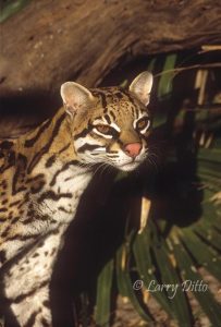 Ocelot (Felis pardalis) in south Texas habitat