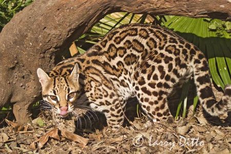 Ocelot (Felis pardalis) hunting in palm grove, s. Texas