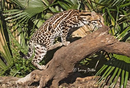 Ocelot (Felis pardalis) climbing log in palm forest near Rio Grande, s. Texas