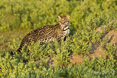 Ocelot as sunrise, s. Texas