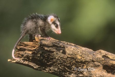 Virginia Opossum baby on log, s. Texas