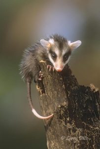 Virginia Opossum baby climbing log, s. Texas