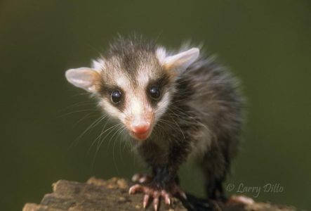 Virginia Opossum baby with big eyes, large ears and pink nose, south Texas