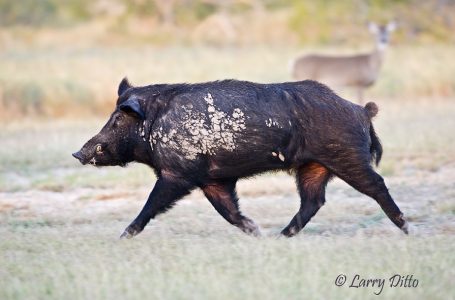 Feral Hog (Sus scrofa) male (boar) running wild in s. Texas, December
