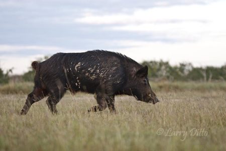 Feral Hog (Sus scrofa) male (boar) running wild in s. Texas, December