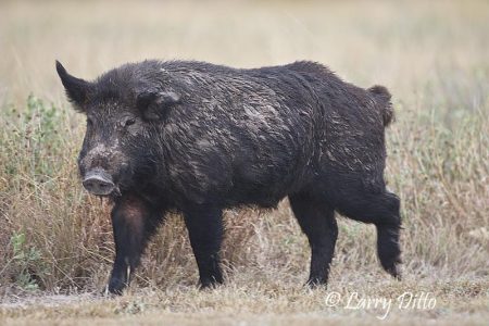 Feral pig (Sus scrofa), coastal Texas, winter