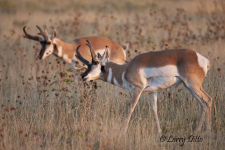 Pronghorn buck working horns in dry sunflowers