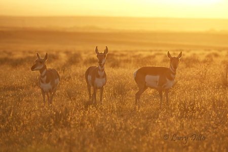 Pronghorn does feeding at sunrise