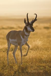 pronghorn buck stomping