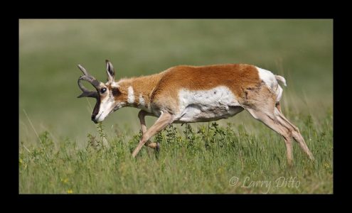 Pronghorn