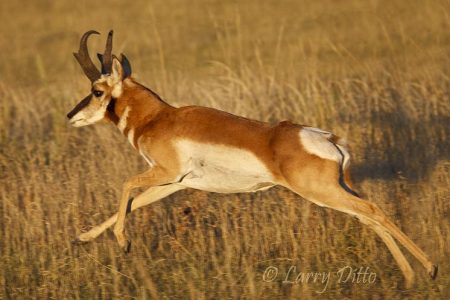 Pronghorn buck at 40 MPH
