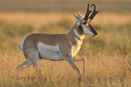 Pronghorn chasing another buck