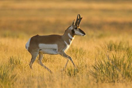 running pronghorn at sunrise