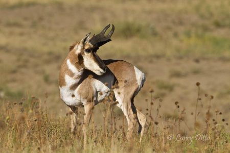 Pronghorn buck