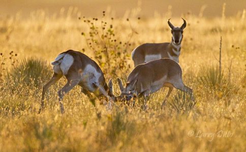 Fighting pronghorn bucks