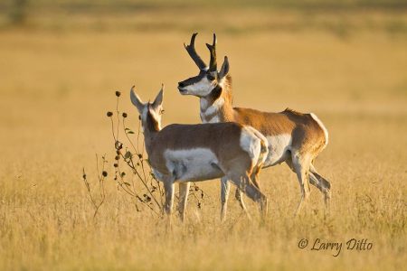 Pronghorn buck and doe