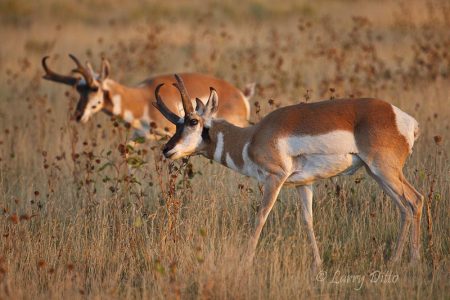 Pronghorn bucks in sunflowers, sunrise