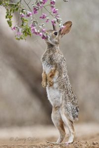 Eastern Cottontail feeding on cenizo blooms, s. Texas