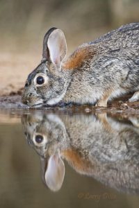 Eastern Cottontail drinking at ranch pond.