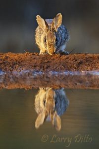 Eastern Cottontail (Sylvilagus floridanus) drinking at s. Texas ranch pond, winter