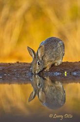 Eastern Cottontail (Sylvilagus floridanus) Rabbit drinking at Starr County, Texas ranch pond at sunrise, February