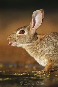 Eastern Cottontail rabbit drinking at s. Texas pond.